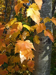 Image showing Scenes of nature.