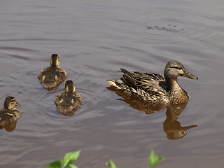 Image showing Mallard ducks.