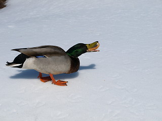 Image showing Male mallard duck.