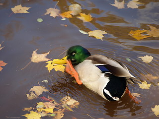 Image showing Male mallard duck.