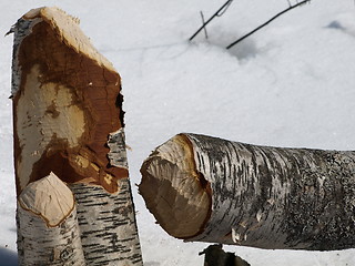 Image showing Beaver felled tree.