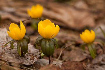 Image showing winter aconite