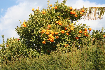 Image showing Orange tree