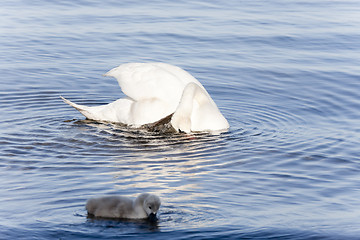 Image showing Mute Swans Swimming in Sea