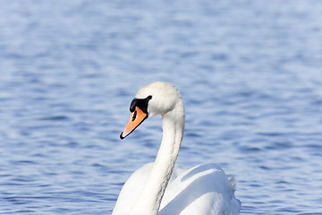 Image showing Closeup of Mute Swan