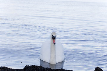 Image showing Closeup of Mute Swan