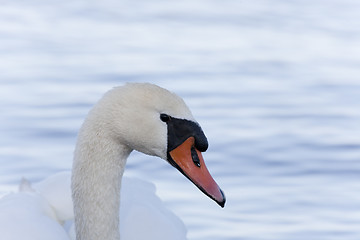 Image showing Closeup of Mute Swan