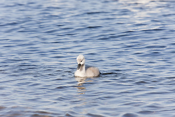 Image showing Young Mute Swans