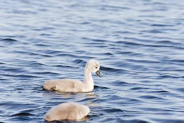 Image showing Young Mute Swans