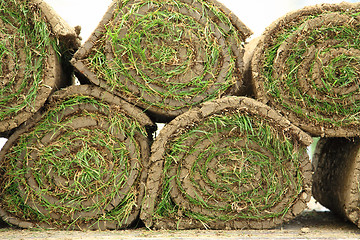 Image showing Rolled sod