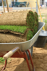 Image showing Rolled sod