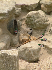 Image showing Drunk Meerkat
