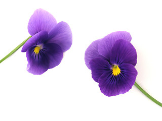 Image showing viola