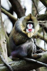 Image showing Mandrill sitting on tree branch