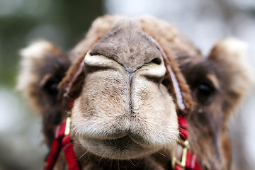 Image showing Funny camel face