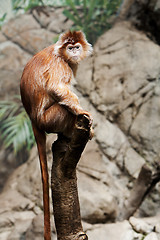 Image showing Ebony Langur monkey