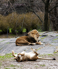 Image showing Lioness rolling for lion