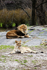 Image showing Lion and Lioness laying together