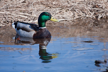 Image showing mallard