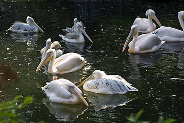 Image showing Pelicans