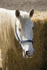 Image showing White horse