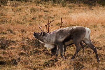 Image showing male reindeer