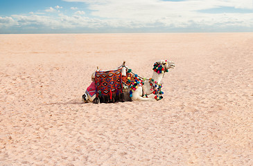 Image showing Camel rest in desert