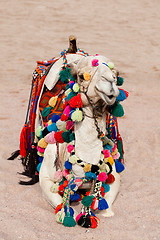 Image showing Camel in color decorations