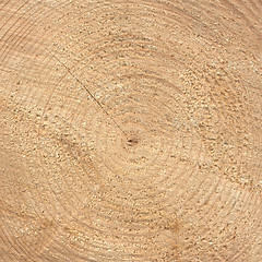 Image showing Wood rings