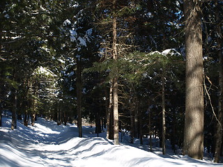 Image showing A winter scene.