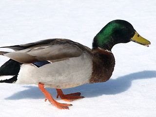 Image showing Mallard ducks.