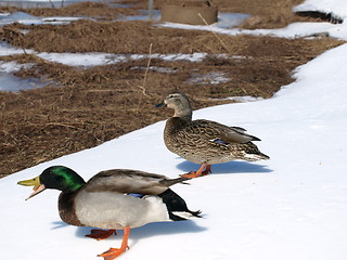 Image showing Mallard ducks.