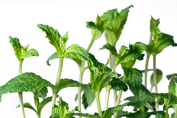 Image showing peppermint