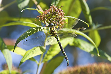 Image showing Dragonfly