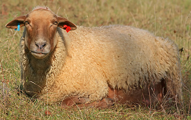 Image showing Sheep