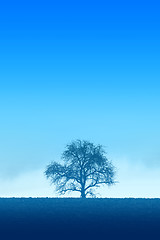 Image showing Blue Lonely Tree