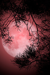 Image showing Full Moon Night