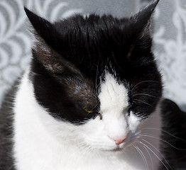 Image showing Cat Face