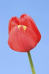 Image showing Red Tulip