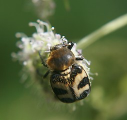 Image showing Trichius fasciatus - Bee beatle - Humlebille