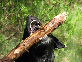 Image showing Wild dog