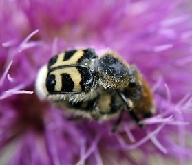 Image showing Trichius fasciatus/Bee beatle mating