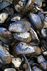 Image showing Blue mussels