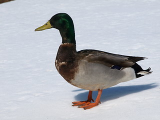 Image showing Mallard ducks in winter.