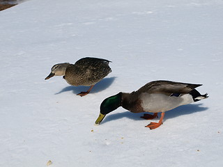 Image showing Mallard ducks in winter.