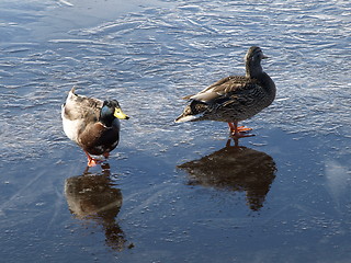 Image showing Mallard ducks in winter.