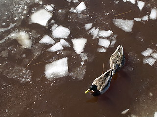 Image showing Mallard ducks in winter.