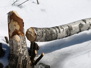 Image showing Beaver felled tree.