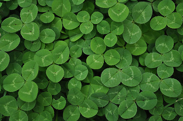 Image showing Clovers