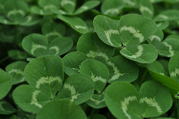 Image showing Clovers